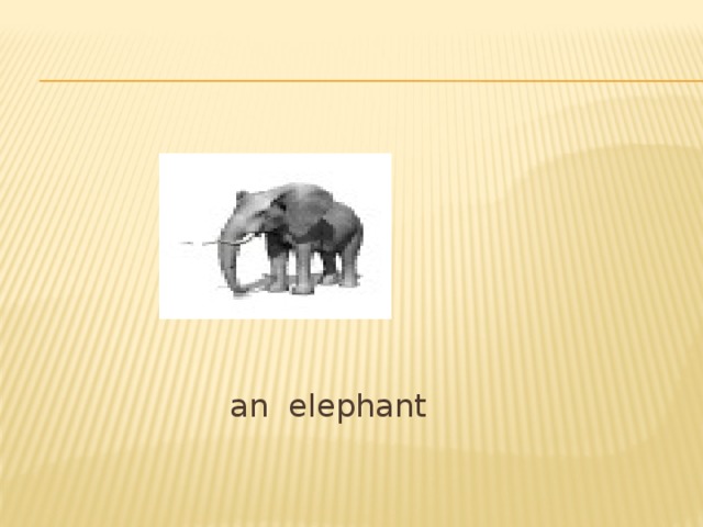 an elephant