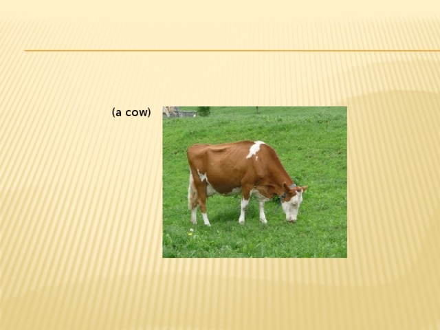 (a cow)