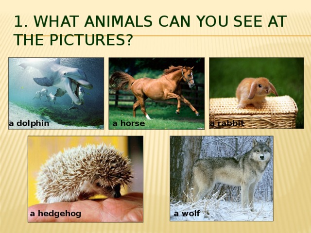 1. What animals can you see at the pictures? a dolphin a rabbit a horse  a wolf a hedgehog