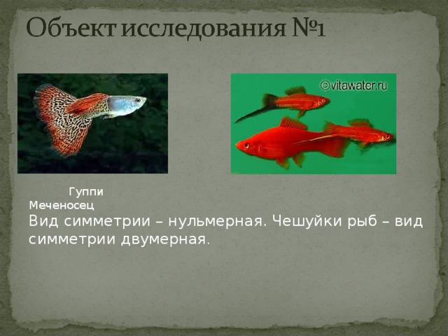 Гуппи  Меченосец Вид симметрии – нульмерная. Чешуйки рыб – вид симметрии двумерная .