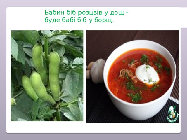 Бабин біб розцвів у дощ -    буде бабі біб у борщ.