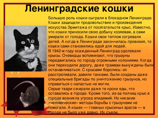 Ленинградские кошки