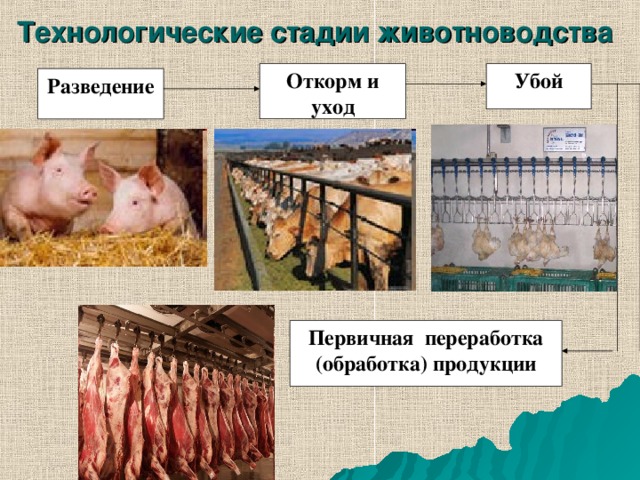 Содержание животных элемент технологии производства животноводческой продукции презентация 6 класс