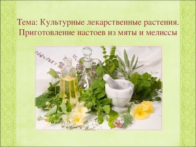 Тема: Культурные лекарственные растения. Приготовление настоев из мяты и мелиссы