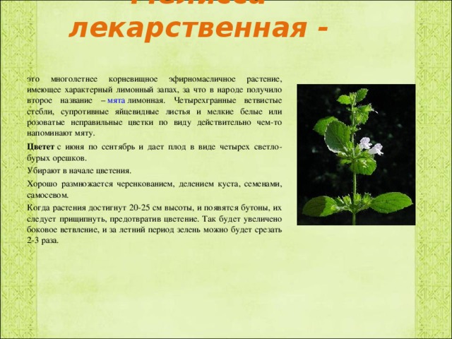 Мелисса лекарственная - это многолетнее корневищное эфирномасличное растение, имеющее характерный лимонный запах, за что в народе получило второе название –  мята  лимонная. Четырехгранные ветвистые стебли, супротивные яйцевидные листья и мелкие белые или розоватые неправильные цветки по виду действительно чем-то напоминают мяту. Цветет  с июня по сентябрь и дает плод в виде четырех светло-бурых орешков. Убирают в начале цветения. Хорошо размножается черенкованием, делением куста, семенами, самосевом.  Когда растения достигнут 20-25 см высоты, и появятся бутоны, их следует прищипнуть, предотвратив цветение. Так будет увеличено боковое ветвление, и за летний период зелень можно будет срезать 2-3 раза. 