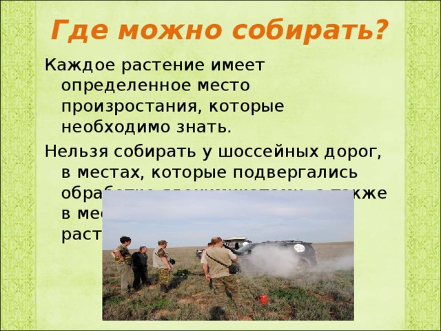 Где можно собирать? Каждое растение имеет определенное место произростания, которые необходимо знать. Нельзя собирать у шоссейных дорог, в местах, которые подвергались обработке ядохимикатами, а также в местах, где лекарственных растений очень мало.