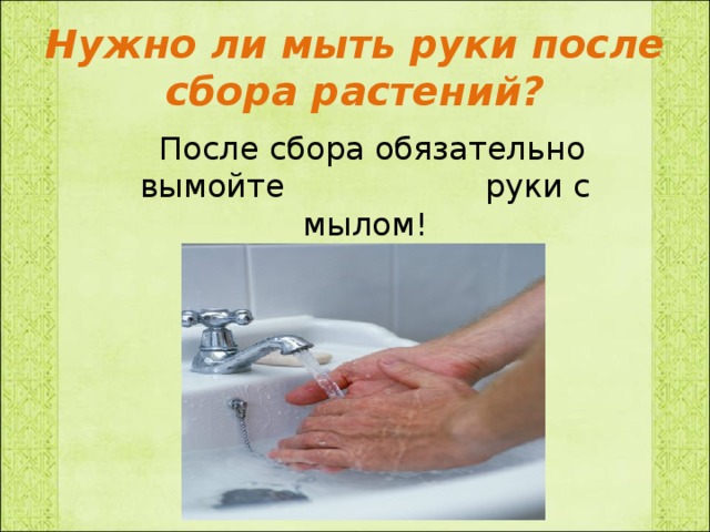 Нужно ли мыть руки после сбора растений?  После сбора обязательно вымойте руки с мылом!