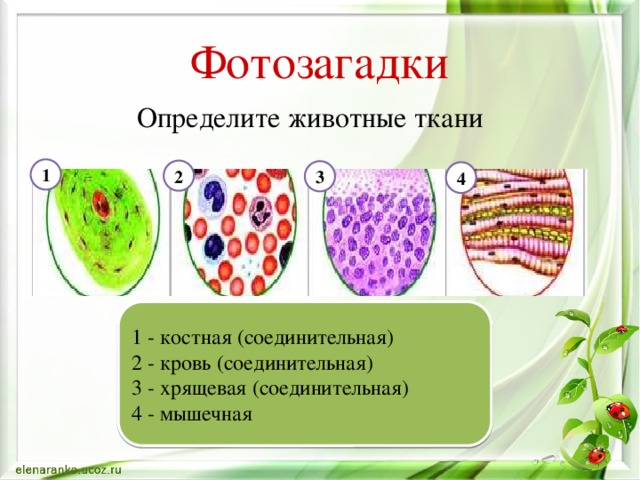 Фотозагадки Определите животные ткани 1 2 3 4 1 - костная (соединительная) 2 - кровь (соединительная) 3 - хрящевая (соединительная) 4 - мышечная