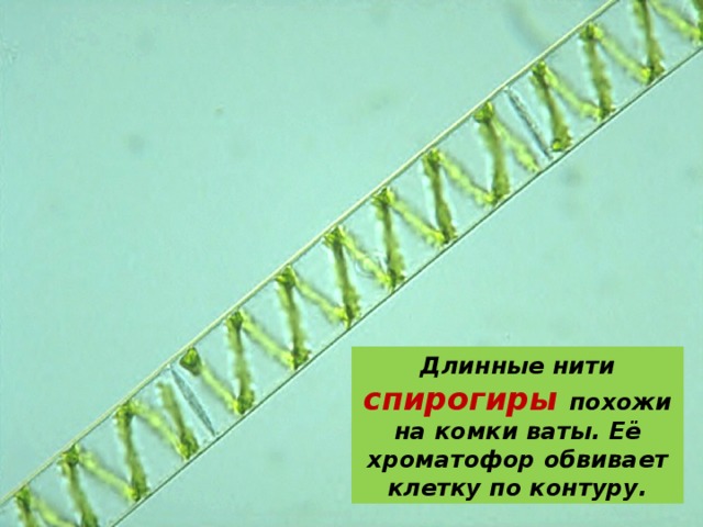 Длинные нити спирогиры похожи на комки ваты. Её хроматофор обвивает клетку по контуру.