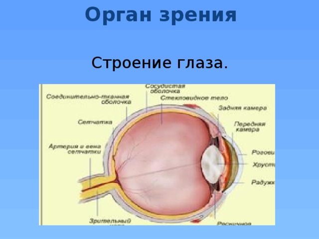 Орган зрения Строение глаза.