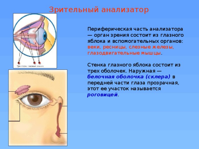 Зрительный анализатор Периферическая часть анализатора — орган зрения состоит из глазного яблока и вспомогательных органов: веки, ресницы, слезные железы, глазодвигательные мышцы . Стенка глазного яблока состоит из трех оболочек. Наружная — белочная оболочка (склера) в передней части глаза прозрачная, этот ее участок называется роговицей .