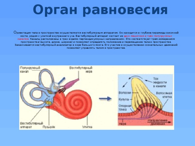 Орган равновесия 8. Строение рецепторов вестибулярного аппарата внутреннего уха. Рецепторы внутреннего уха вестибулярного аппарата. Рецепторы вестибулярного аппарата расположены в улитке. Орган равновесия.