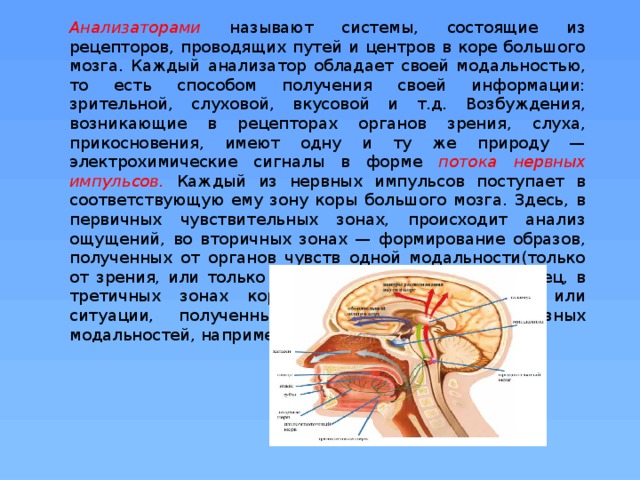 Анализаторами  называют системы, состоящие из рецепторов, проводящих путей и центров в коре большого мозга. Каждый анализатор обладает своей модальностью, то есть способом получения своей информации: зрительной, слуховой, вкусовой и т.д. Возбуждения, возникающие в рецепторах органов зрения, слуха, прикосновения, имеют одну и ту же природу — электрохимические сигналы в форме потока  нервных импульсов.  Каждый из нервных импульсов поступает в соответствующую ему зону коры большого мозга. Здесь, в первичных чувствительных зонах, происходит анализ ощущений, во вторичных зонах — формирование образов, полученных от органов чувств одной модальности(только от зрения, или только от слуха или осязания). Наконец, в третичных зонах коры воспроизводятся образы или ситуации, полученные от органов чувств разных модальностей, например от зрения и слуха.