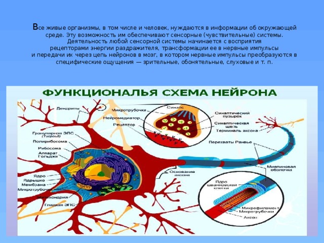 В се живые организмы, в том числе и человек, нуждаются в информации об окружающей среде. Эту возможность им обеспечивают сенсорные (чувствительные) системы. Деятельность любой сенсорной системы начинается с восприятия рецепторами энергии раздражителя, трансформации ее в нервные импульсы и передачи их через цепь нейронов в мозг, в котором нервные импульсы преобразуются в специфические ощущения — зрительные, обонятельные, слуховые и т. п .