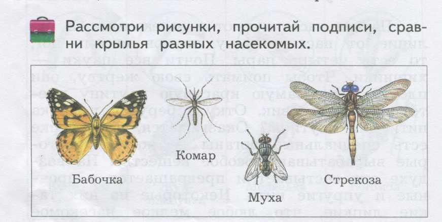 Нарисуй и напиши названия разных насекомых объясни что общего у всех насекомых