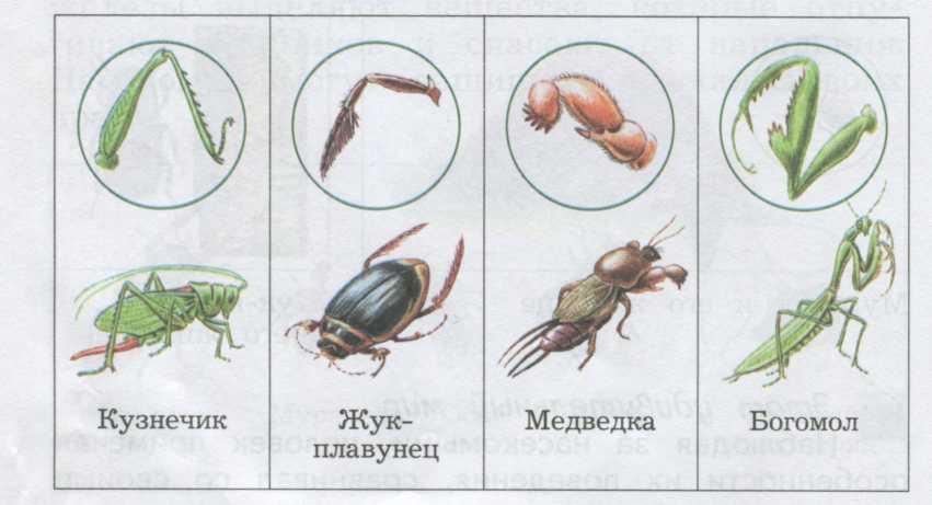 План рассказа о беспозвоночных животных