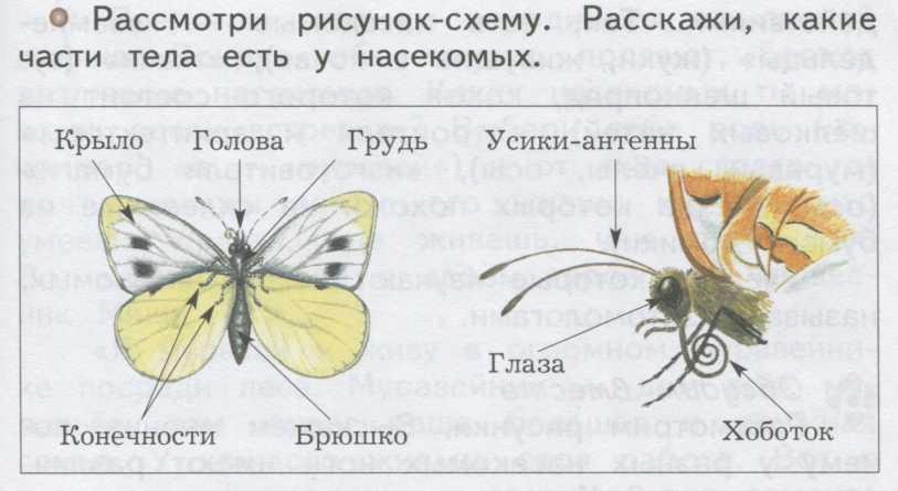 2 3 насекомых. Строение насекомых 3 класс окружающий мир. Строение насекомых 3 класс. Строение тела насекомых 3 класс окружающий мир. Насекомые 3 класс окружающий мир.