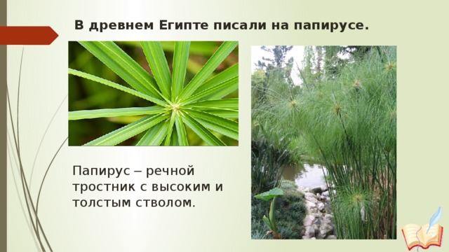 В древнем Египте писали на папирусе. Папирус – речной тростник с высоким и толстым стволом.  