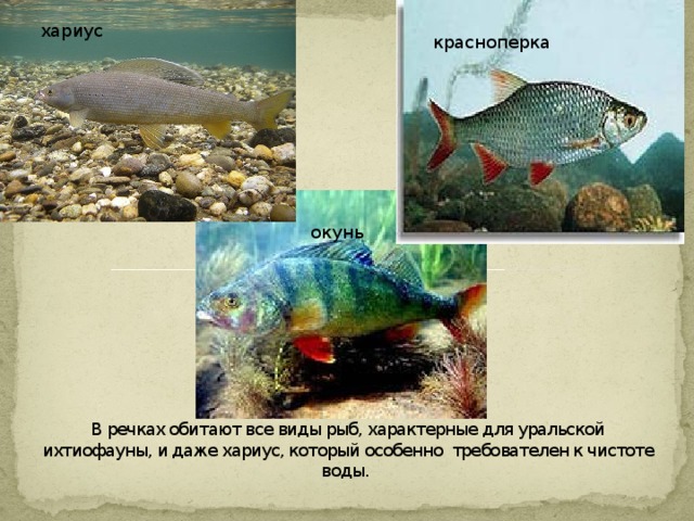 хариус красноперка         В речках обитают все виды рыб, характерные для уральской ихтиофауны, и даже хариус, который особенно требователен к чистоте воды.   окунь