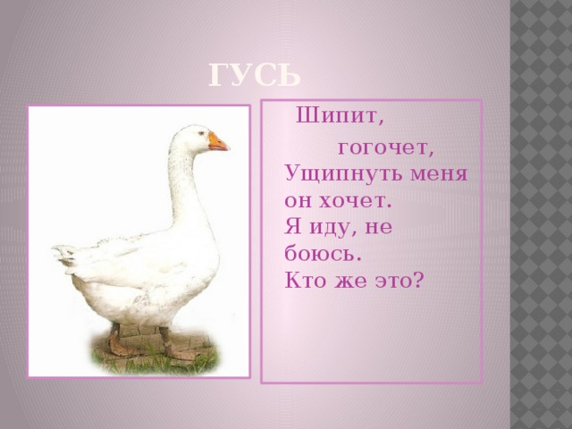 ГУСЬ  Шипит,  гогочет,   Ущипнуть меня он хочет.   Я иду, не боюсь.   Кто же это?