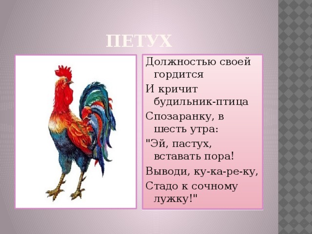 ПЕТУХ Должностью своей гордится И кричит будильник-птица Спозаранку, в шесть утра: 