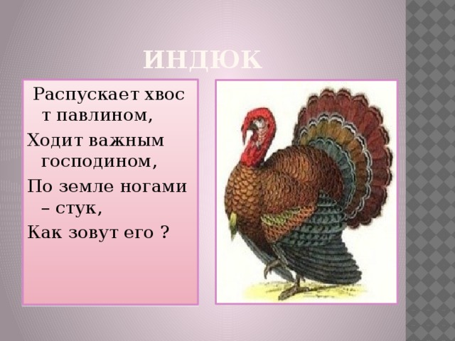 ИНДЮК   Распускает хвост павлином, Ходит важным господином, По земле ногами – стук, Как зовут его ?