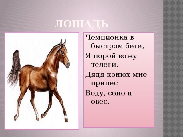 ЛОШАДЬ Чемпионка в быстром беге, Я порой вожу телеги. Дядя конюх мне принес Воду, сено и овес.