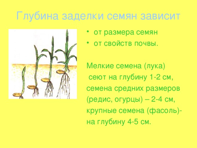 Глубина заделки семян зависит от размера семян от свойств почвы.  Мелкие семена (лука)  сеют на глубину 1-2 см, семена средних размеров (редис, огурцы) – 2-4 см, крупные семена (фасоль)- на глубину 4-5 см.