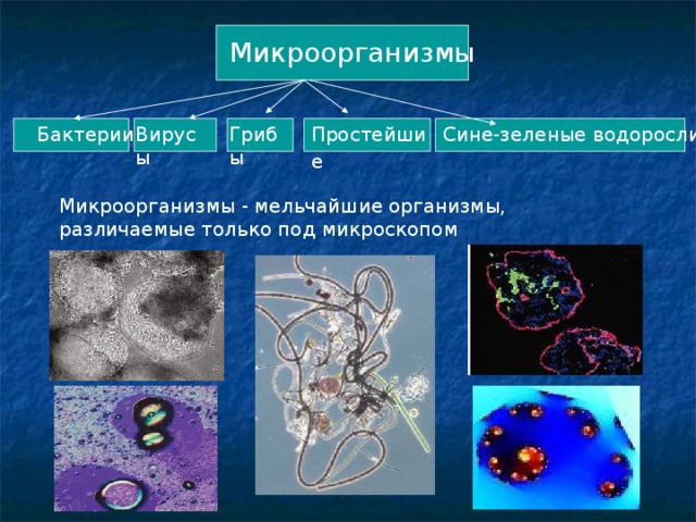 Микроорганизмы Бактерии Вирусы Простейшие  Сине-зеленые водоросли Грибы Микроорганизмы - мельчайшие организмы, различаемые только под микроскопом