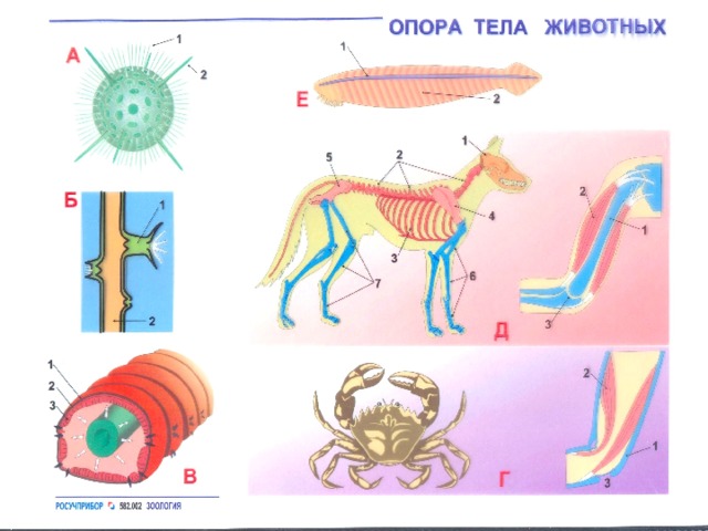 Какую функцию выполняют органы бычьего цепня обозначенные на рисунке вопросительным знаком