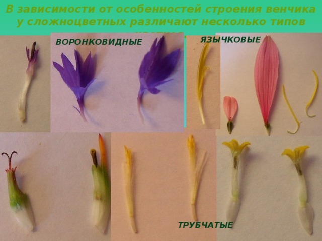 В зависимости от особенностей строения венчика у сложноцветных различают несколько типов цветков.   ЯЗЫЧКОВЫЕ ВОРОНКОВИДНЫЕ  ТРУБЧАТЫЕ