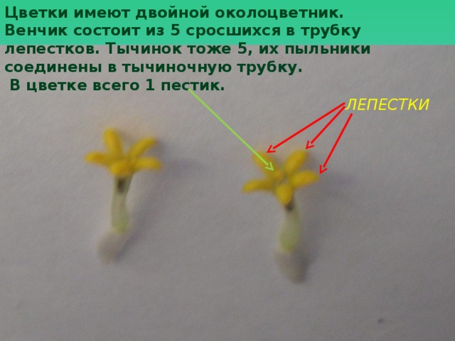 Цветки имеют двойной околоцветник. Венчик состоит из 5 сросшихся в трубку лепестков. Тычинок тоже 5, их пыльники соединены в тычиночную трубку.  В цветке всего 1 пестик.  ЛЕПЕСТКИ