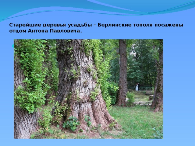 Старейшие деревья усадьбы – Берлинские тополя посажены отцом Антона Павловича.