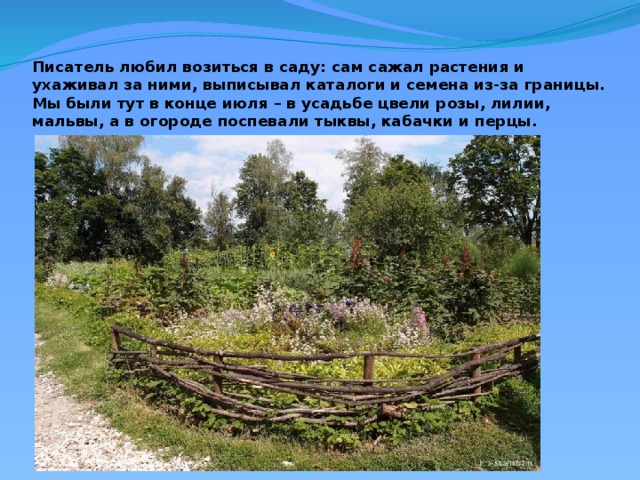 Писатель любил возиться в саду: сам сажал растения и ухаживал за ними, выписывал каталоги и семена из-за границы. Мы были тут в конце июля – в усадьбе цвели розы, лилии, мальвы, а в огороде поспевали тыквы, кабачки и перцы.