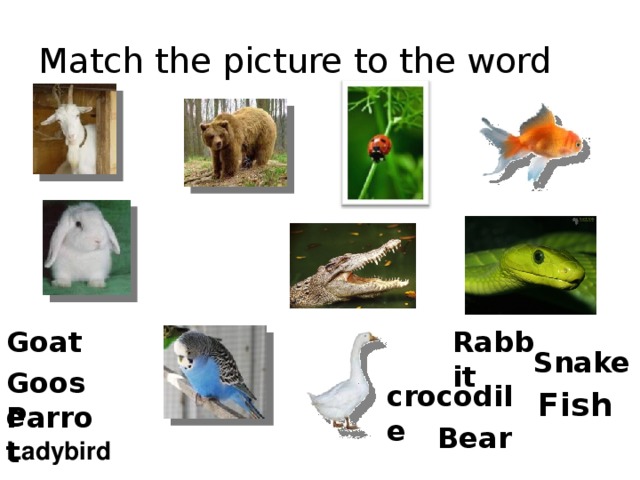 Match the picture to the word Goat  Rabbit  Snake  Goose  crocodile  Fish  Parrot  Bear  Ladybird