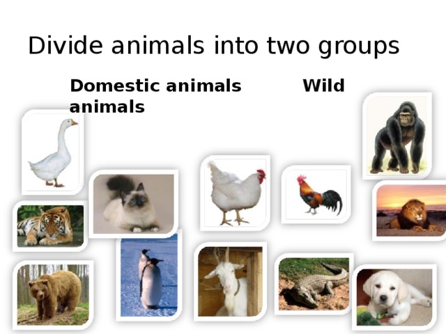 Divide animals into two groups Domestic animals Wild animals