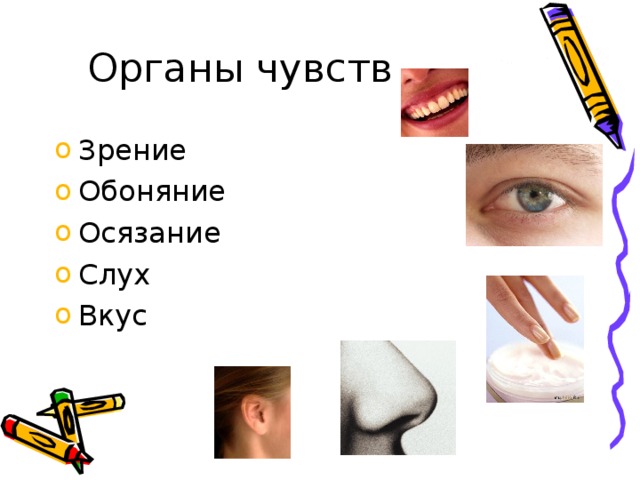 Слух зрение осязание