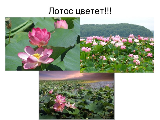 Лотос цветет!!!