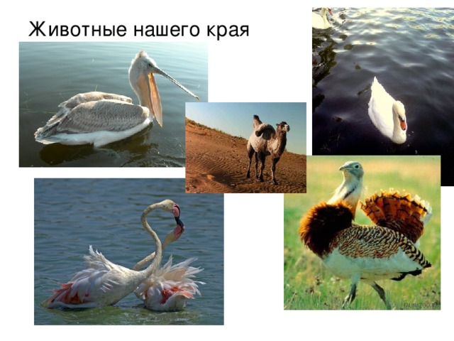 Животные нашего края