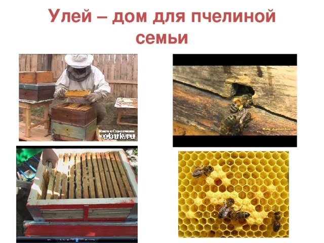 Улей – дом для пчелиной семьи