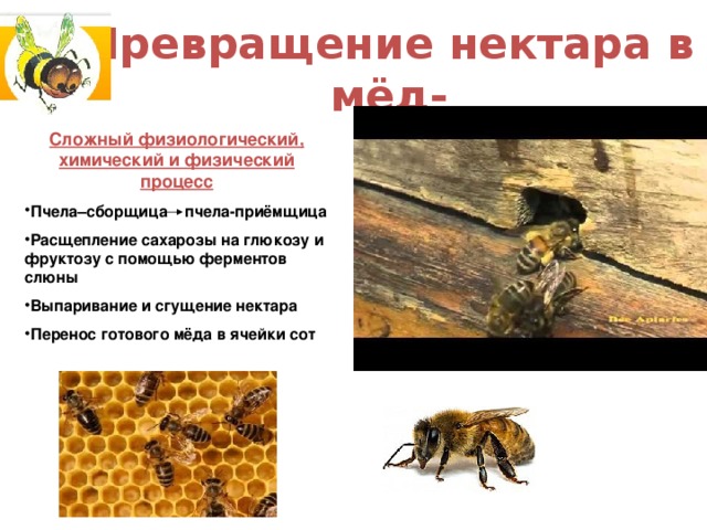 Какие пчелы превращают нектар в мед. Пчелы сборщицы. Превращение нектара в мед. Продукты жизнедеятельности медоносной пчелы. Пчела приемщица.