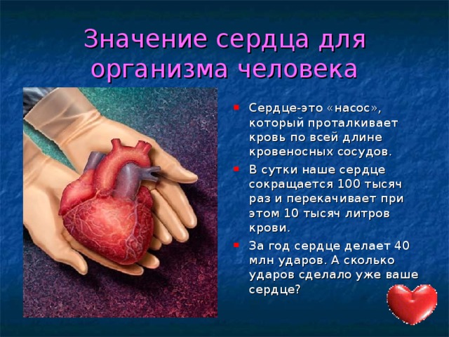Значение сердца для организма человека