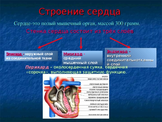 Строение сердца  Сердце-это полый мышечный орган, массой 300 грамм. Стенка сердца состоит из трёх слоёв Эндокард - внутренний соединительнотканный слой Эпикард - наружный слой из соединительной ткани Миокард - средний  мышечный слой Перикард  – околосердечная сумка, сердечная «сорочка», выполняющая защитную функцию.