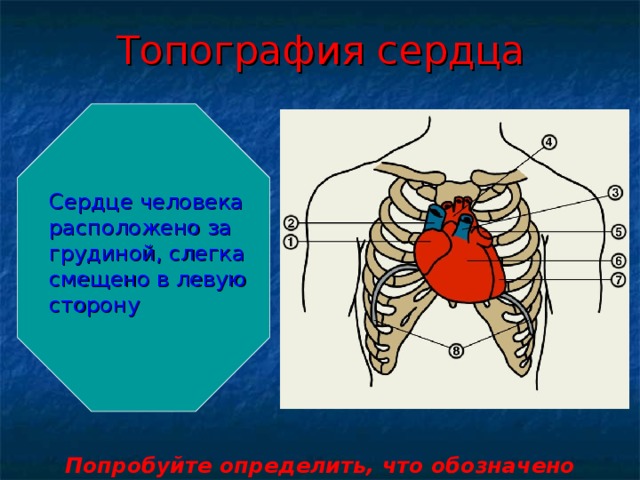 Топография сердца Сердце человека расположено за грудиной, слегка смещено в левую сторону Попробуйте определить, что обозначено цифрами 1-7?