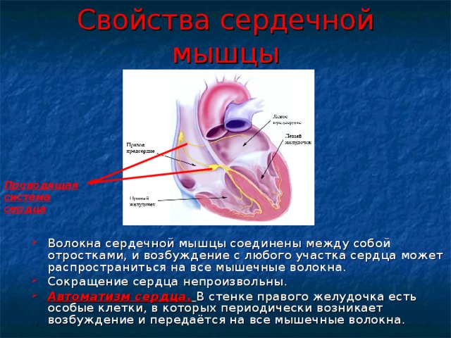 Свойства сердечной мышцы Проводящая система сердца