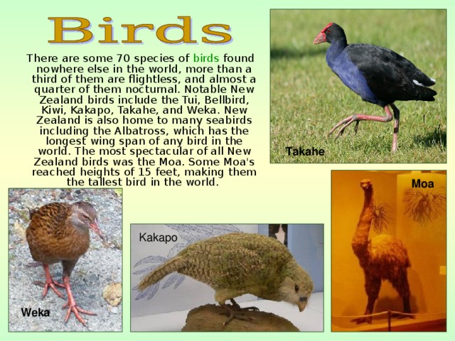 There are some 70 species of birds found nowhere else in the world, more than a third of them are flightless, and almost a quarter of them nocturnal. Notable New Zealand birds include the Tui, Bellbird, Kiwi, Kakapo, Takahe, and Weka. New Zealand is also home to many seabirds including the Albatross, which has the longest wing span of any bird in the world. The most spectacular of all New Zealand birds was the Moa. Some Moa's reached heights of 15 feet, making them the tallest bird in the world.  Takahe  Moa Kakapo Weka