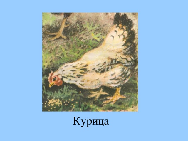 Курица