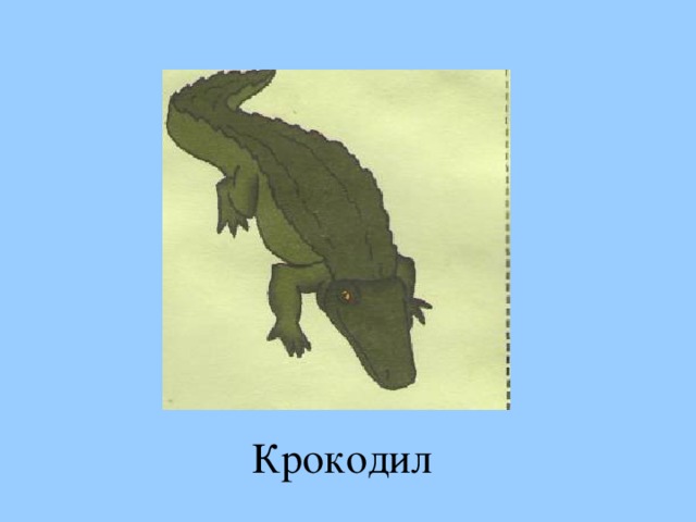 Крокодил