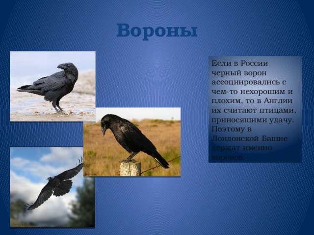 Вороны Если в России черный ворон ассоциировались с чем-то нехорошим и плохим, то в Англии их считают птицами, приносящими удачу. Поэтому в Лондонской Башне держат именно воронов.