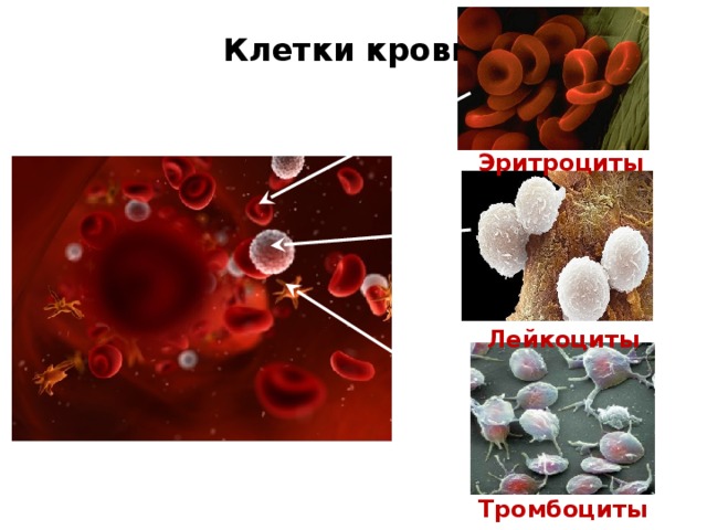 Клетки крови Эритроциты Лейкоциты Тромбоциты